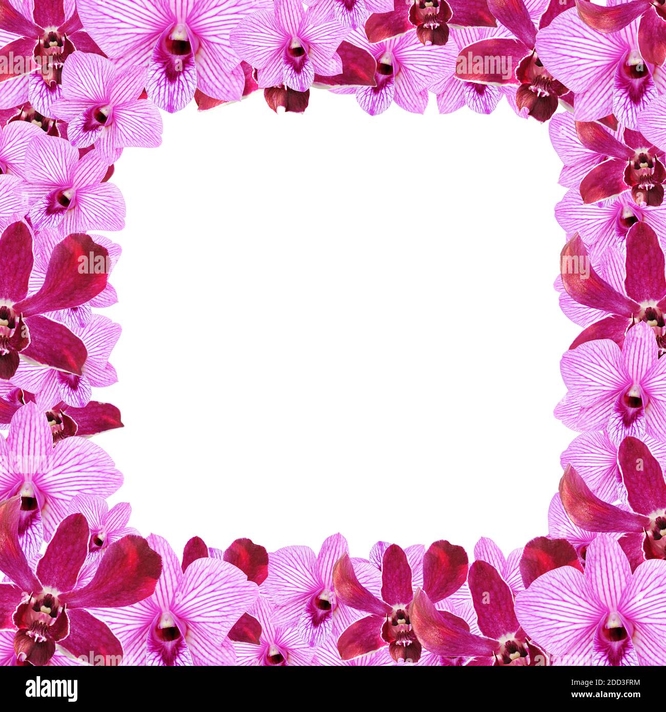 Viola Orchidea fiori - bordo di disegno Foto Stock