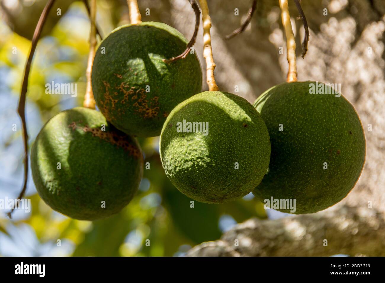 Quattro avocadi sferici di Reed che crescono su un albero (persea americana) in un frutteto in Queensland, Australia. Frutta grande, rotonda, pesante. Foto Stock
