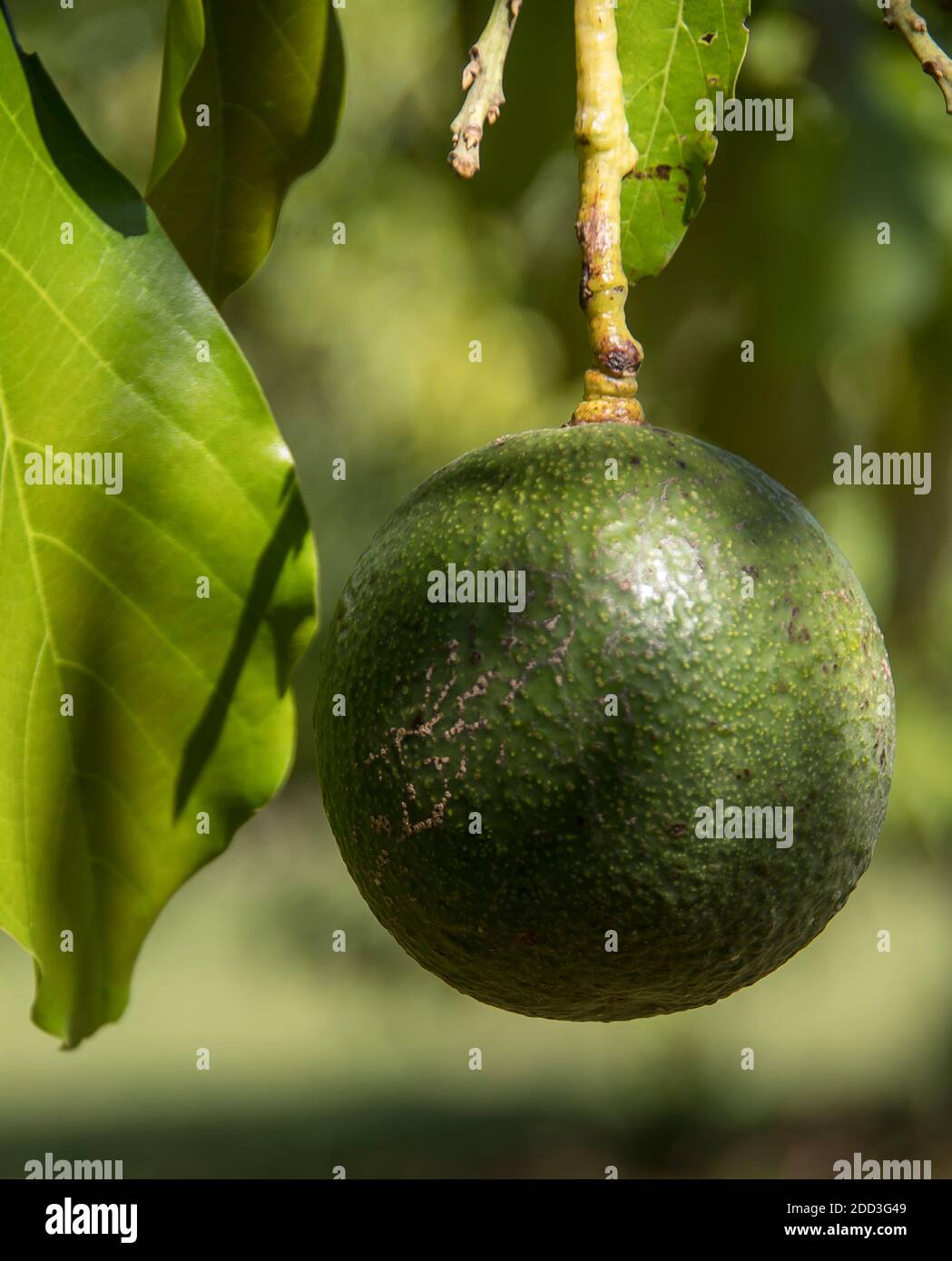 Avocado singolo sferico Reed (persea americana) che cresce in un frutteto nel Queensland, Australia. Frutta grande, rotonda, pesante. Foto Stock