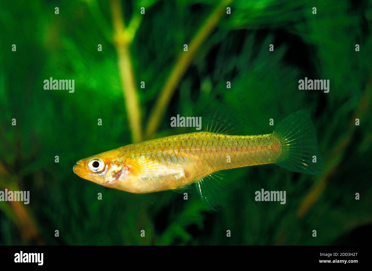 Pesce di zanzara, Gambusia affinis Foto Stock