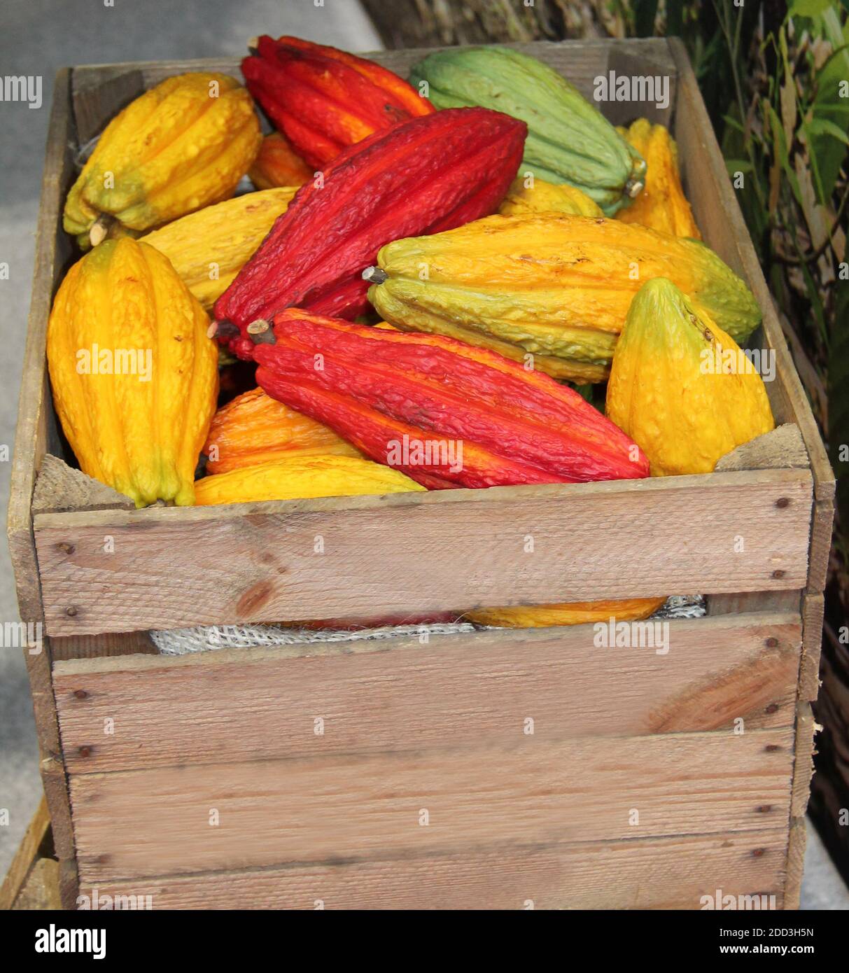 Una raccolta mista di cocoapodi per la preparazione del cioccolato. Foto Stock