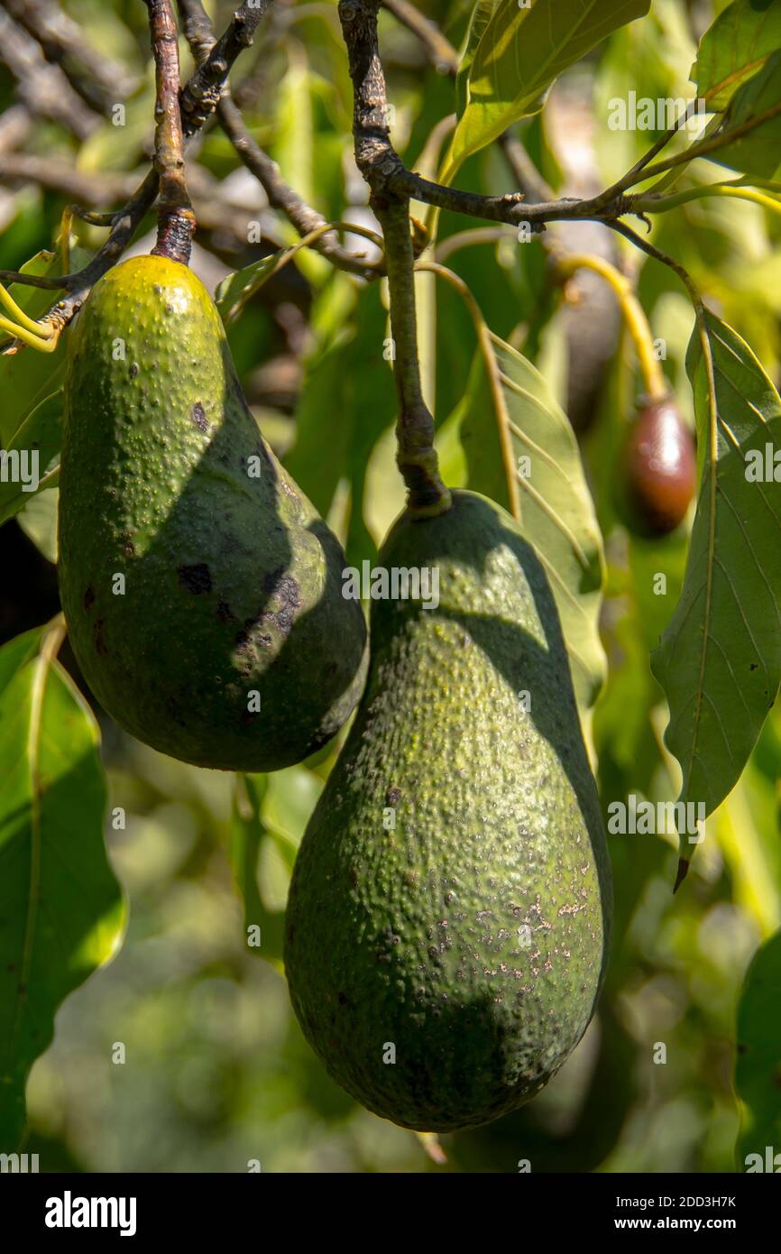 Wurtz avocados (persea americana) - due frutti maturi e uno minuscolo per la prossima stagione su albero nel frutteto, Tamborine Mountain, Australia. Foto Stock