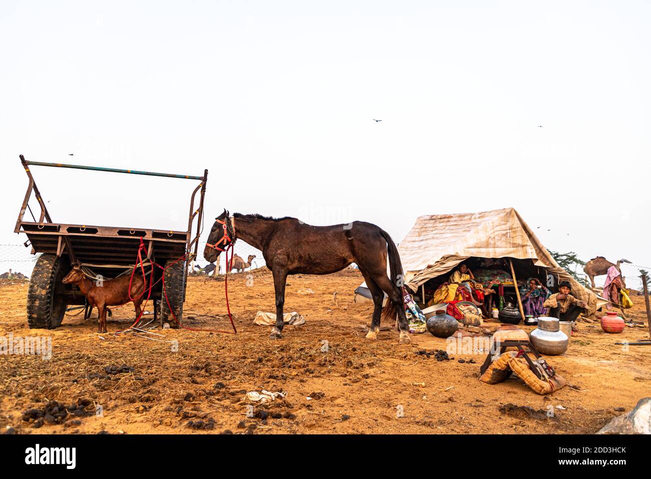 un cavallo e una capra di una famiglia nomade.tourist visitare pushkar mela. Foto Stock