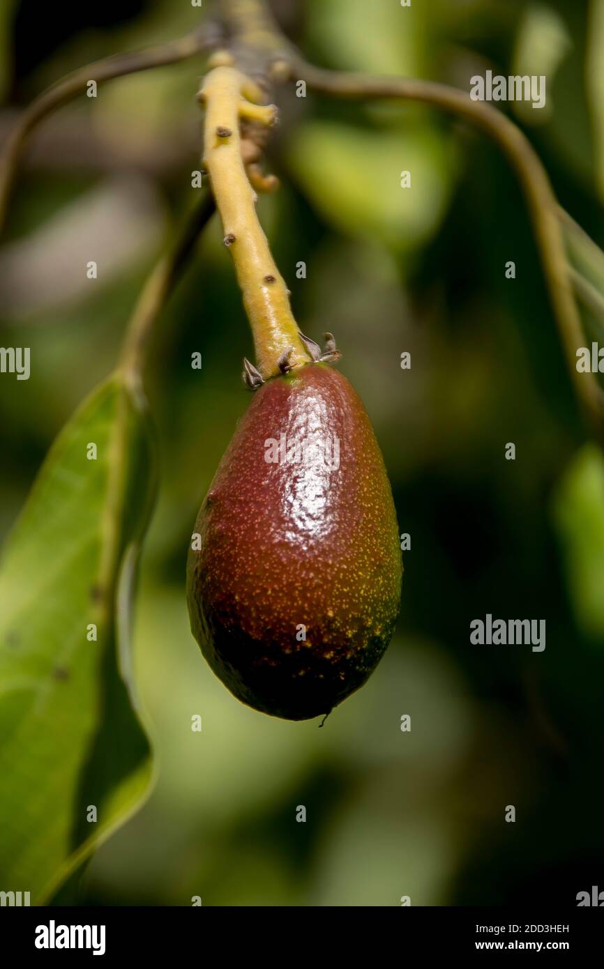 Baby Wurtz avocado (persea americana) appeso al ramo che sarà pronto per la raccolta in circa un anno. Un frutteto a se Queensland, Australia. Foto Stock