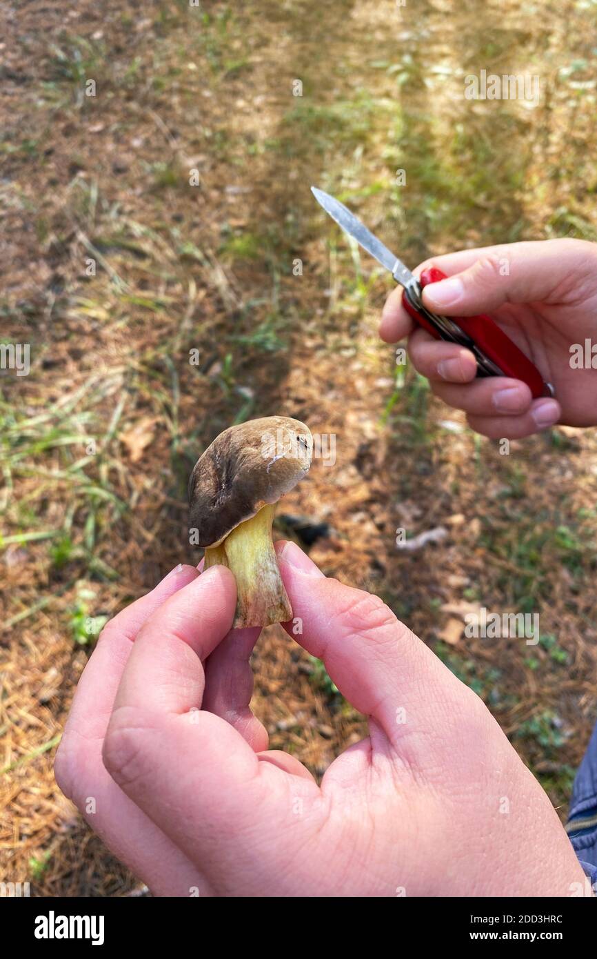 Raccolti funghi di foresta nelle mani. Mano maschile tenere il fresco delizioso fungo e coltello. Natura della foresta d'autunno. Foto Stock