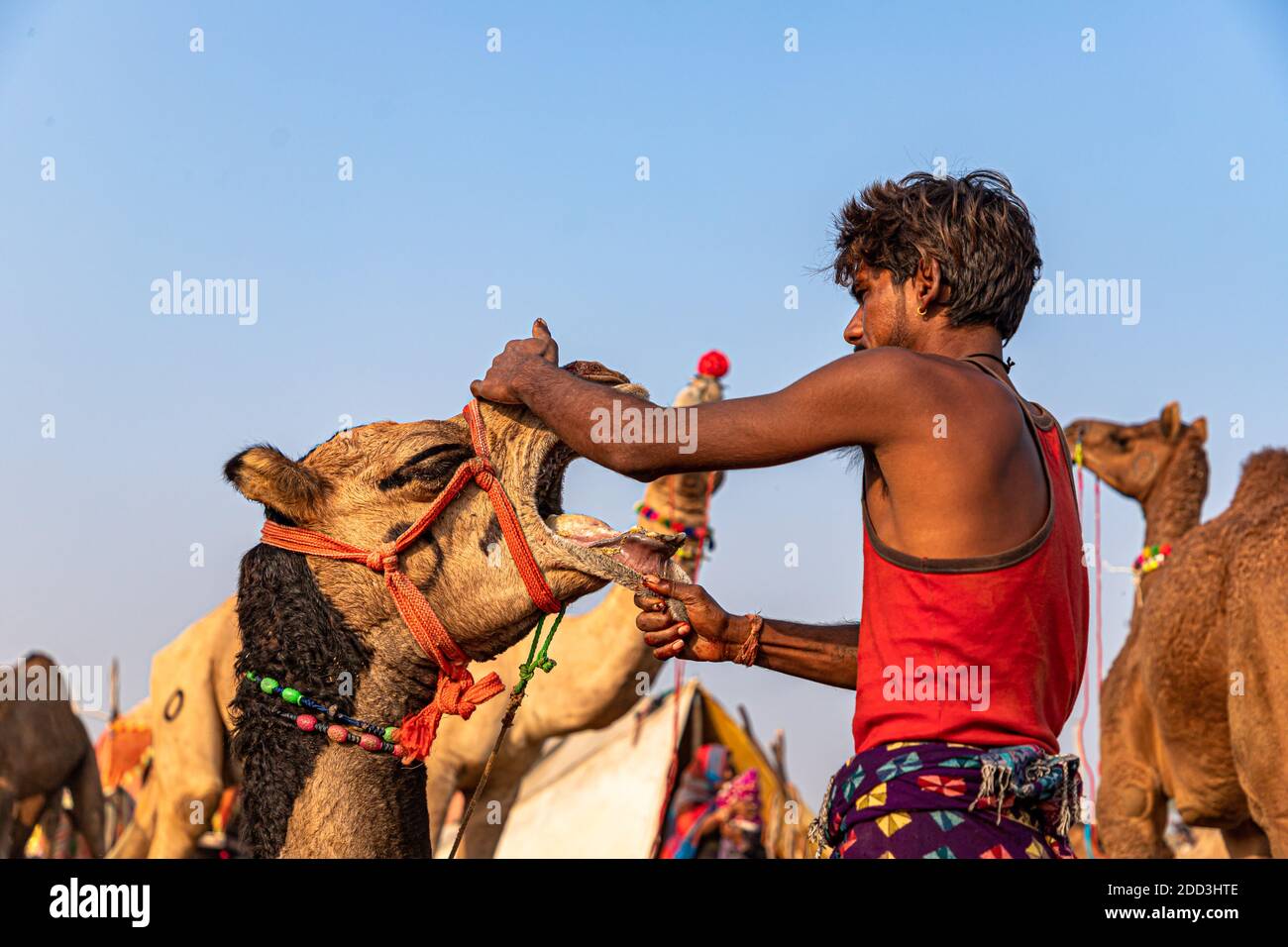dopo aver piercato il naso di un giovane cammello il cammello mettendo l'acqua sul naso di un cammello. Foto Stock