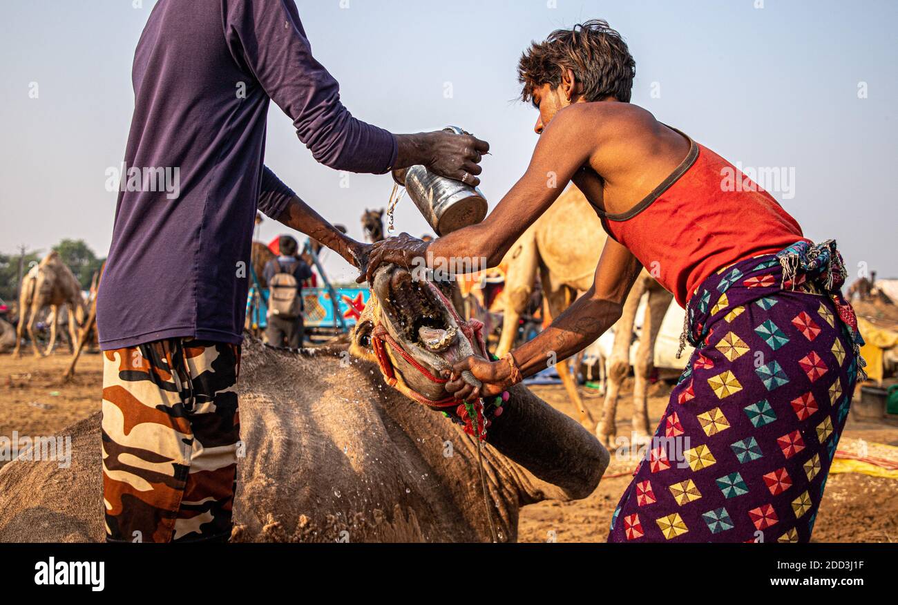 dopo aver piercato il naso di un giovane cammello i cammelli mettendo l'acqua sul naso di un cammello. Foto Stock