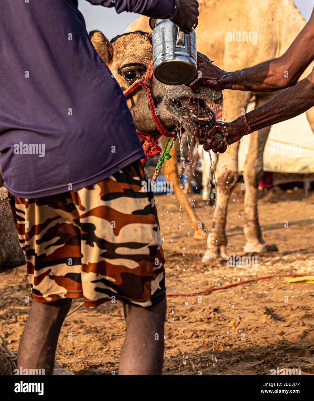 dopo aver piercato il naso di un giovane cammello i cammelli mettendo l'acqua sul naso di un cammello. Foto Stock