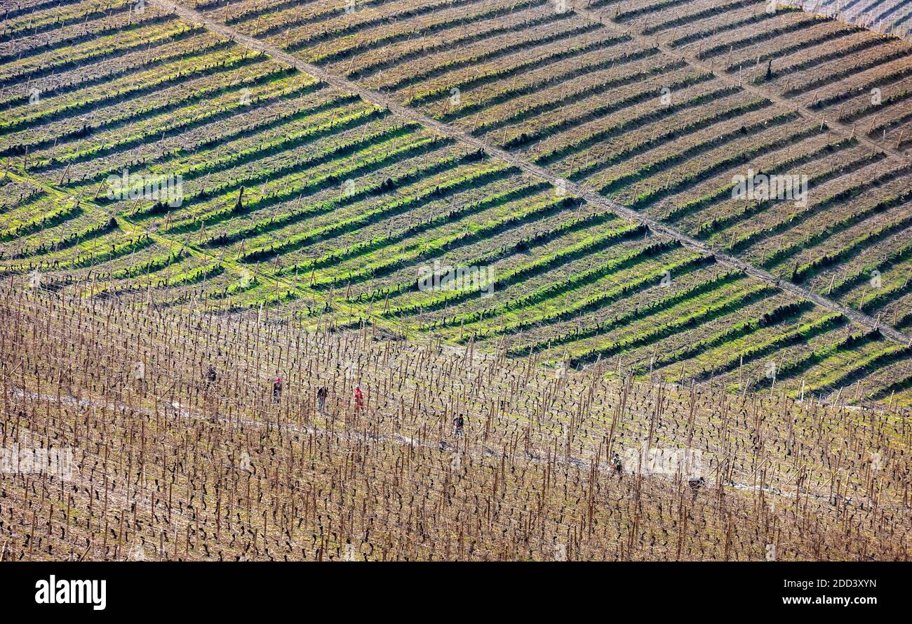 Lavoratori nei vigneti di Serralunga d'Alba, un villaggio nella regione viticola del Piemonte in Italia nel mese invernale di marzo. Foto Stock