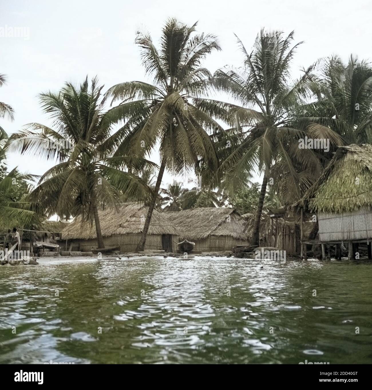 Kokospalmen auf dem San Blas Archipel, Karibik 1957. Palme di cocco a San Blas arcipelago, CARAIBI 1957. Foto Stock