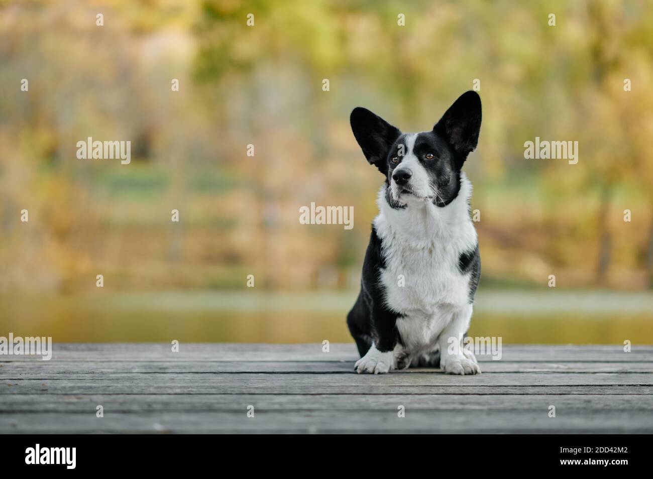 I corpi gallesi di Cardigan si siedono nella vista della natura autunnale. Cane di razza felice all'aperto. Piccolo cane pastore bianco e nero. Foto Stock