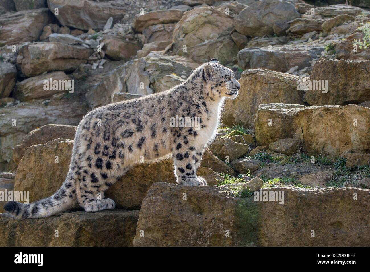 Leopardo delle nevi Foto Stock