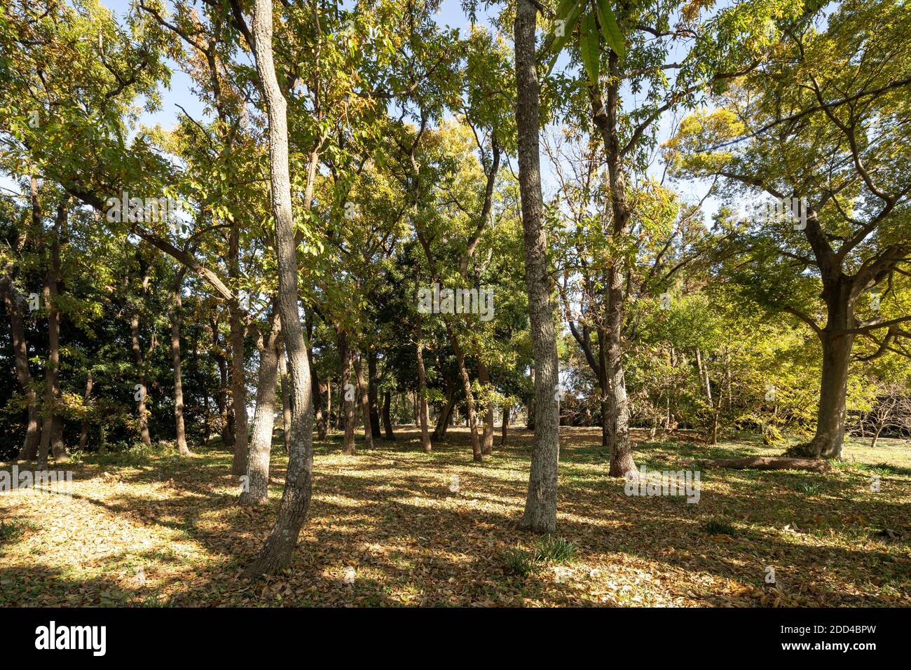 Area boscosa il 21 novembre (autunno), Isehara City, Prefettura di Kanagawa, Giappone Foto Stock