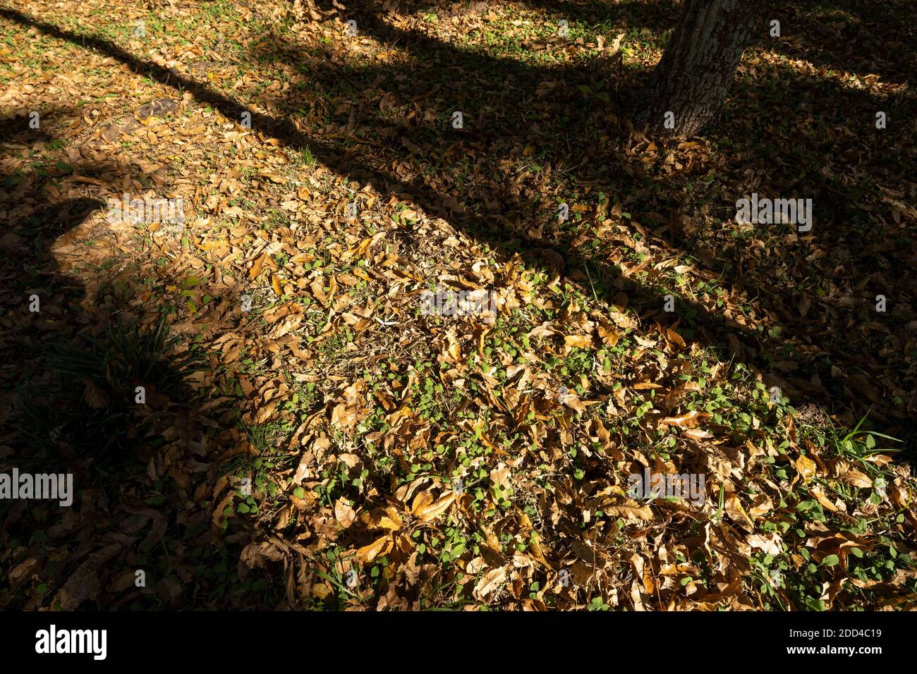 Area boscosa il 21 novembre (autunno), Isehara City, Prefettura di Kanagawa, Giappone Foto Stock