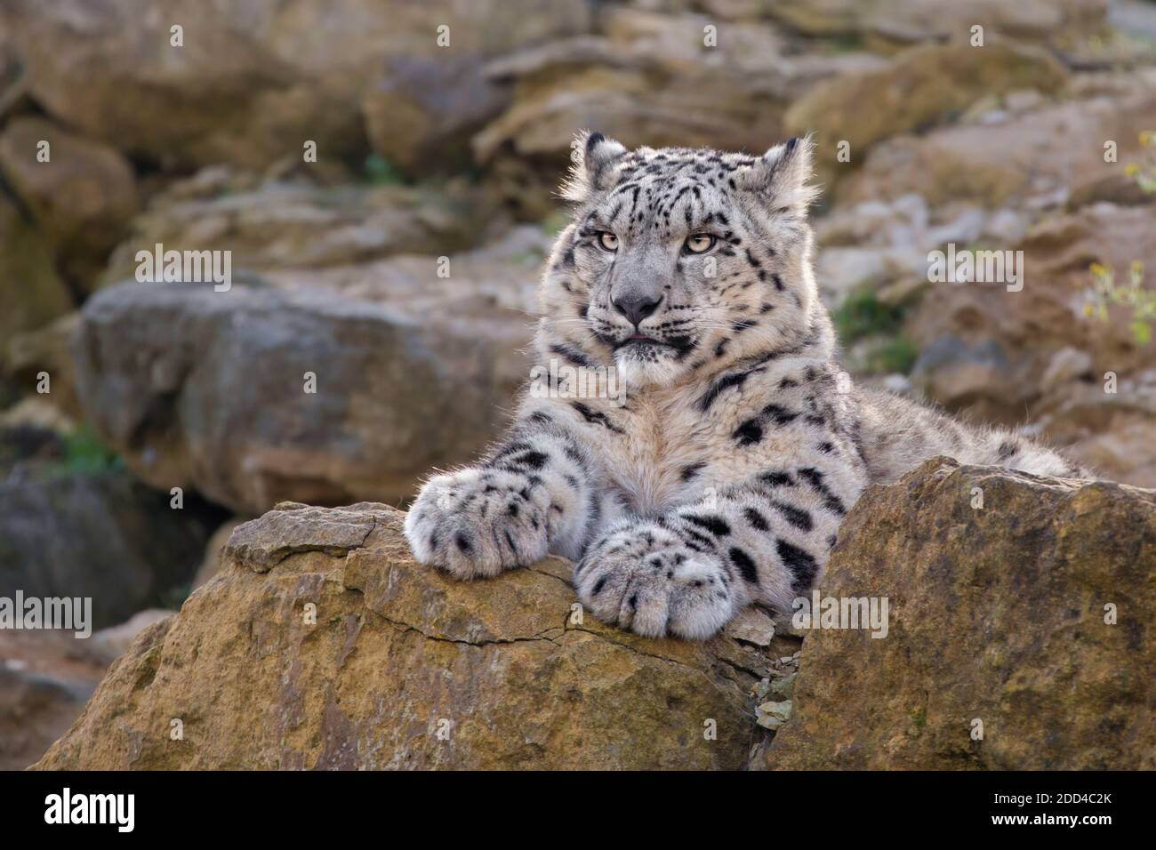 Leopardo delle nevi Foto Stock