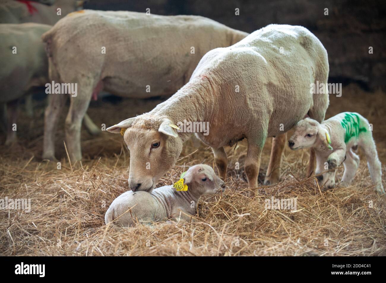 Allevamento estensivo di ovini a Loperec (Bretagna, Francia nord-occidentale). Mandria di pecore durante l'agnello, la calvazione Foto Stock
