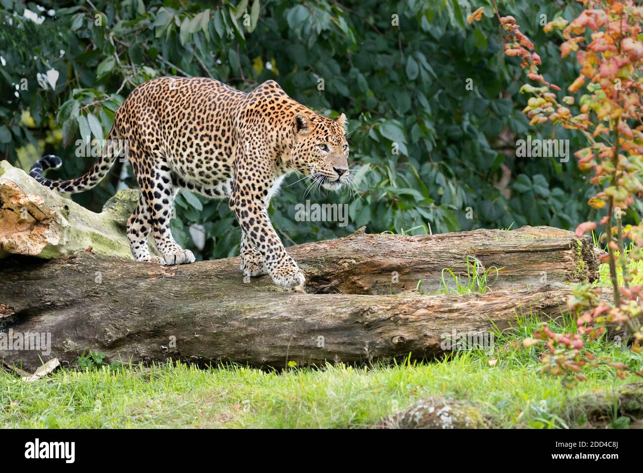 Leopardo dello Sri Lanka Foto Stock