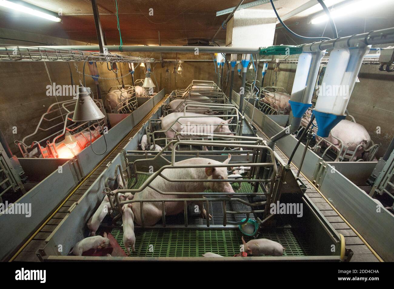 Plougonver (Bretagna, Francia nord-occidentale): Produzione convenzionale di suini. Gruppo di suini in un porcellino. Scrofa e suinetti in allattamento Foto Stock