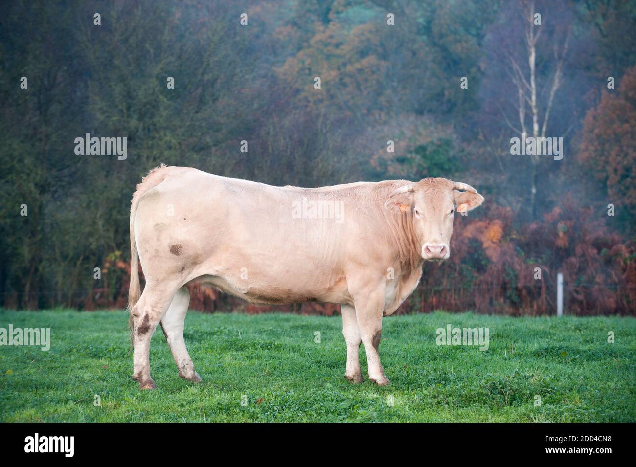 Plouvorn (Bretagna, Francia nord-occidentale): Allevamento di vacche nutrici, bovini di Blonde d’Aquitaine Foto Stock