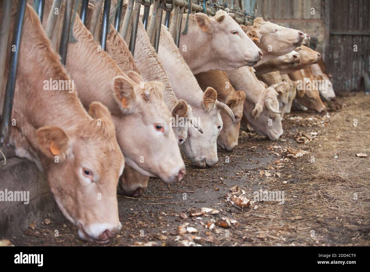 Plouvorn (Bretagna, Francia nord-occidentale): Allevamento di vacche nutrici, bovini di Blonde d’Aquitaine Foto Stock