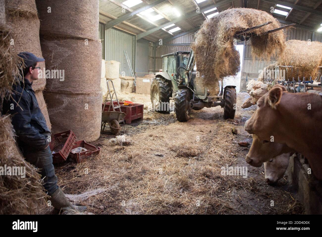Plouvorn (Bretagna, Francia nord-occidentale): Allevamento di vacche nutrici, bovini di Blonde d’Aquitaine Foto Stock
