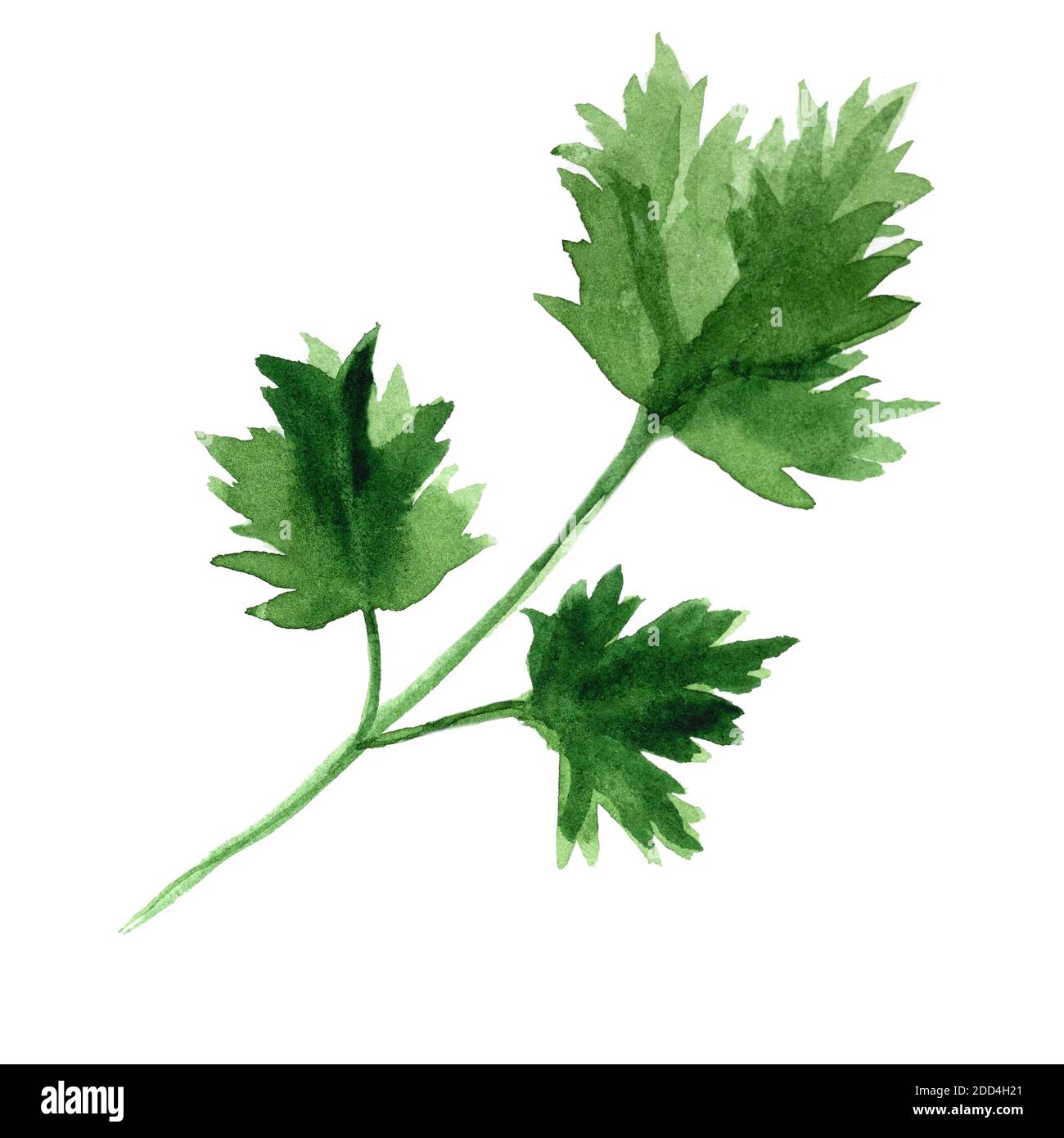 ramificazione di prezzemolo verde semplice illustrazione di acquerello isolato su sfondo bianco. Foto Stock