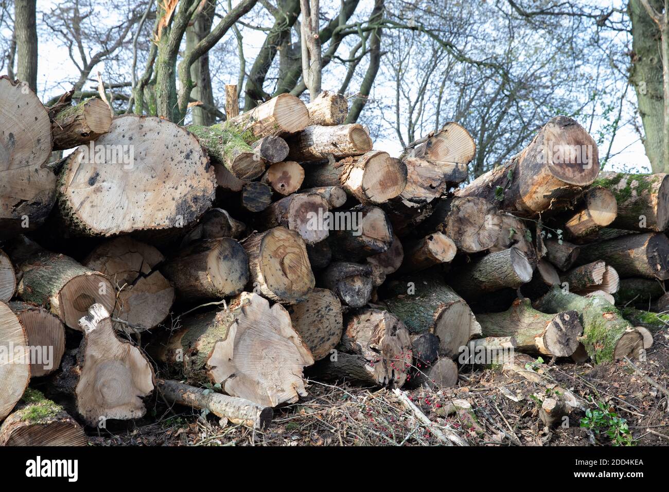 Titsey,Surrey,UK,24 Novembre 2020,la deforestazione si svolge su White Lane, Titsey in Surrey. Gli alberi di cenere vengono abbattuti a causa di malattie che li rendono insicuri e instabili. Gli alberi saranno tutti sostituiti con nuove segature come la perdita di alberi e di altra vegetazione può causare il cambiamento climatico, desertificazione, erosione del suolo, meno raccolti, inondazioni, aumento dei gas serra nell'atmosphere.Credit: Keith Larby/Alamy Live News Foto Stock