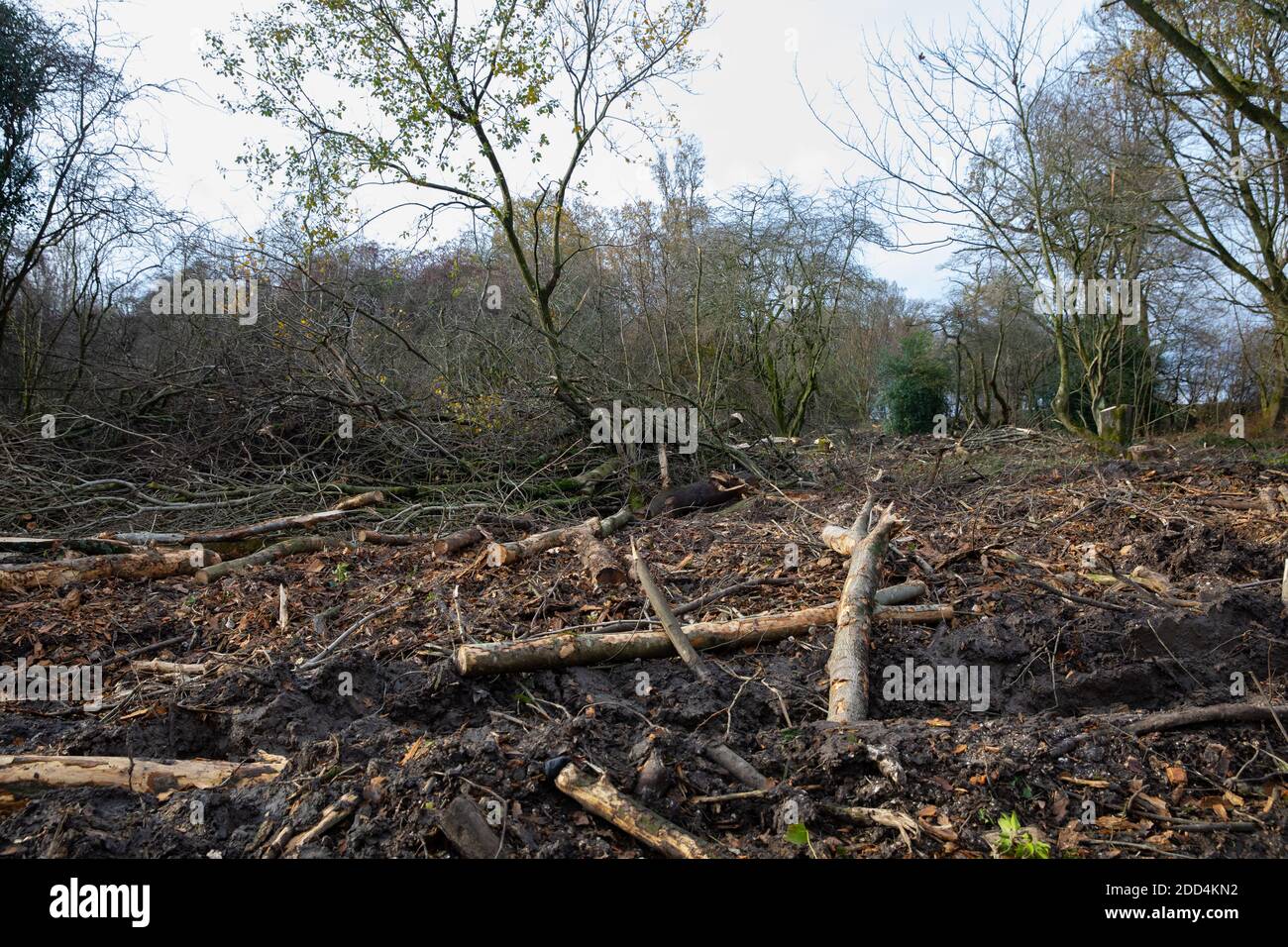 Titsey,Surrey,UK,24 Novembre 2020,la deforestazione si svolge su White Lane, Titsey in Surrey. Gli alberi di cenere vengono abbattuti a causa di malattie che li rendono insicuri e instabili. Gli alberi saranno tutti sostituiti con nuove segature come la perdita di alberi e di altra vegetazione può causare il cambiamento climatico, desertificazione, erosione del suolo, meno raccolti, inondazioni, aumento dei gas serra nell'atmosphere.Credit: Keith Larby/Alamy Live News Foto Stock