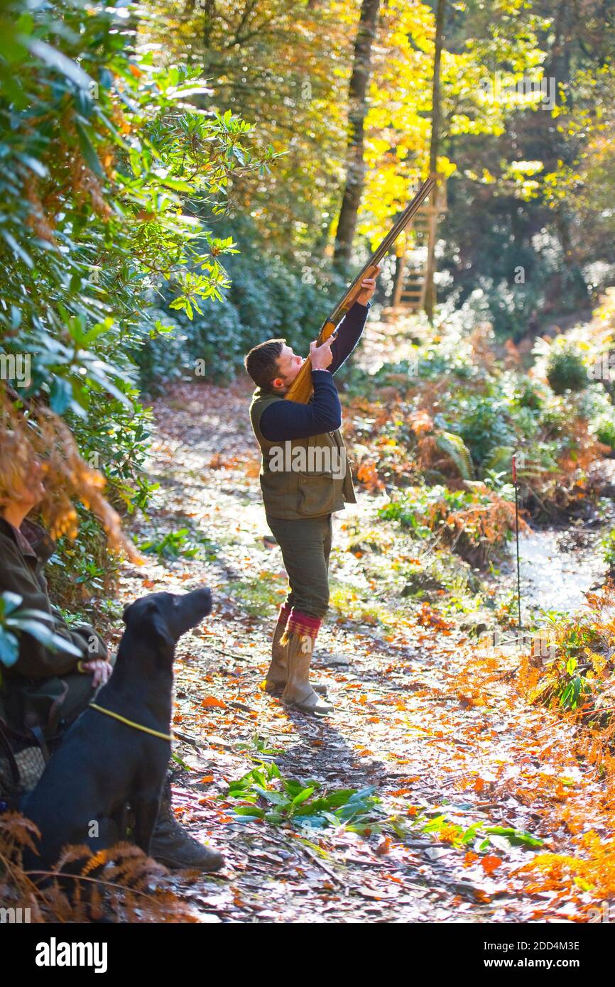 Uomo che spara fagiani in autunno con Labrador Foto Stock