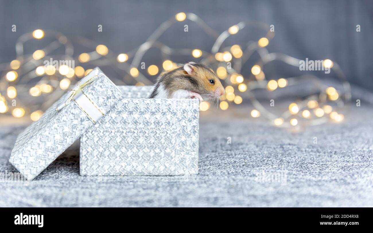 Criceto felice - Biglietto di auguri di buon compleanno - Animale divertente - Biglietto di auguri premium e busta - Biglietto divertente personalizzato - Amici e famiglia - Italia