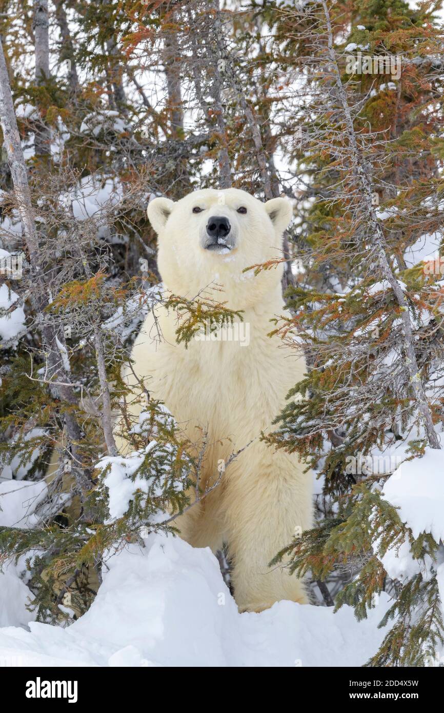 Madre dell'orso polare (Ursus maritimus) che si trova di fronte a den, Wapusk National Park, Manitoba, Canada. Foto Stock