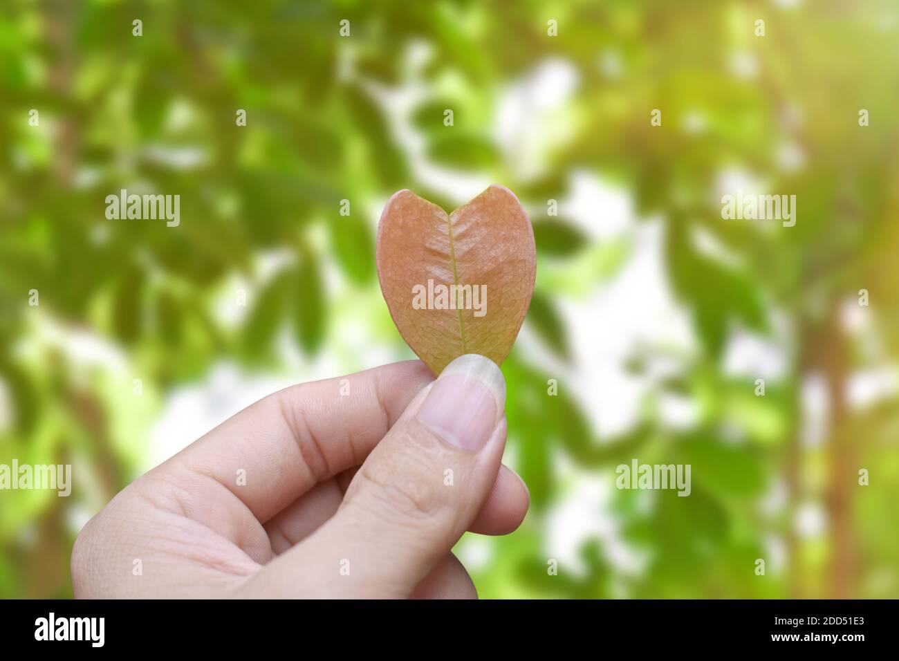 Mano che tiene una foglia contro sfondo verde sfocato natura. Concetto eco-consapevole Foto Stock