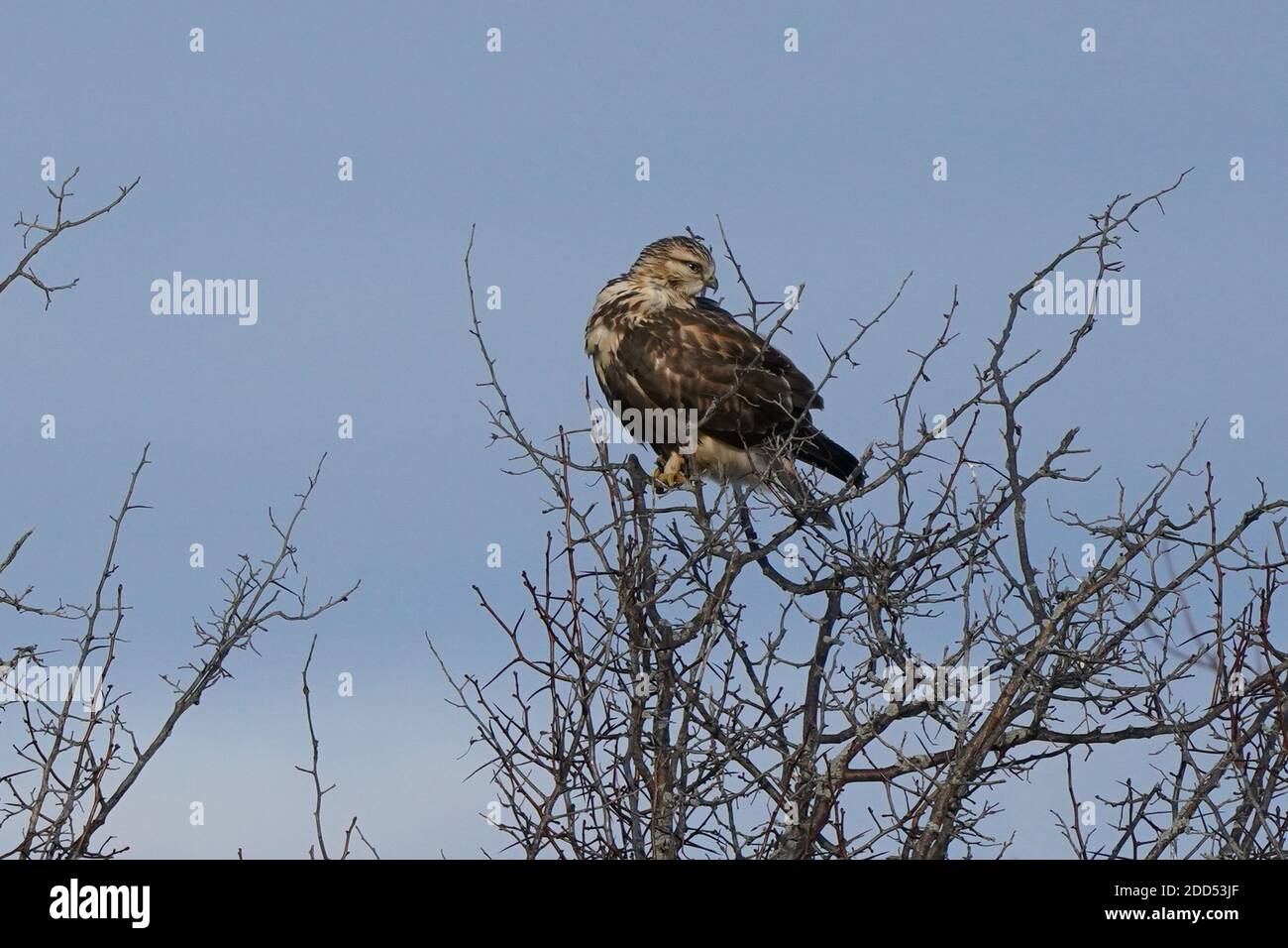 Falco a gambe ruvide seduto o in volo Foto Stock