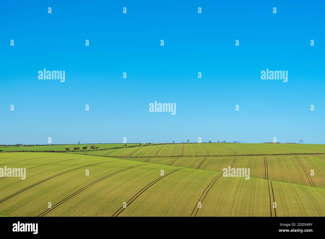Campi verdi appena seminato con cingoli del trattore su colline ondulate e cielo blu Foto Stock