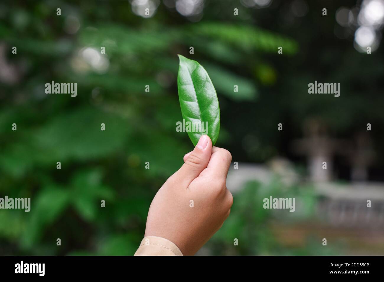 Mano che tiene la foglia verde contro sfocatura sfondo natura. Concetto eco-consapevole Foto Stock