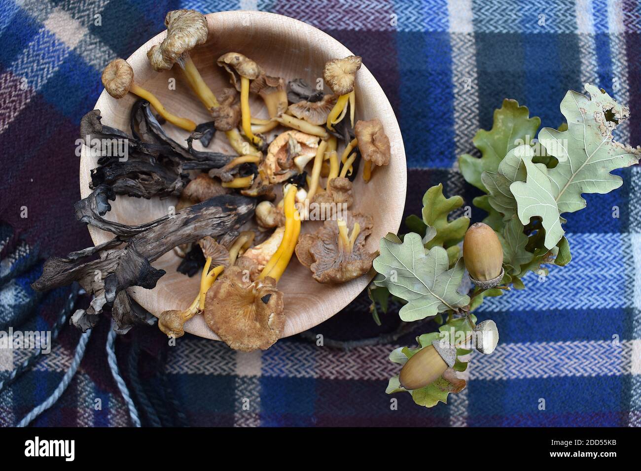 Funghi selvatici appena raccolti provenienti dall'Europa centrale e dalla Scozia Valorizzazione della biodiversità Chanterelles Pied de Mouton Trompette de la Mort O Girolles Foto Stock