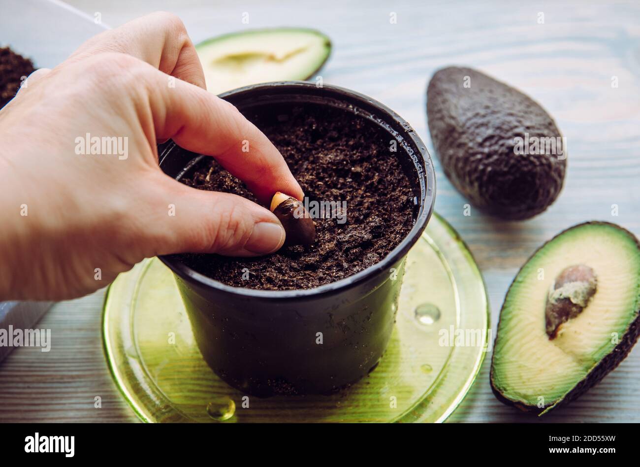 Coltivare avocado da seme in casa da negozio di alimentari acquistato avocado verdura. Vista superiore di mani che piantano seme all'interno della pentola con suolo, a casa. Foto Stock