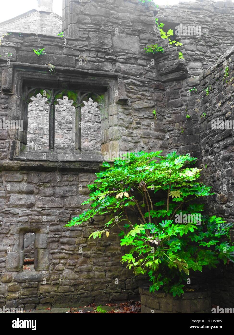 Un angolo di Whalley Abbey, Lancashire, Regno Unito nel 2020 con una bush e una finestra tracciante. - nel 1296 i monaci di Stanlow Point, Cheshire si trasferirono a nord a Whalley, Lancashire, dove costruirono un nuovo monastero accanto al fiume Calder. Vi era già una cappella sul sito, eretto da Pietro di Chester, il rettore di Whalley e che l'edificio del 13 ° secolo è stato incorporato nel nuovo monastero. La pietra di fondazione per la nuova chiesa abbaziale fu posata nel giugno 1296 da Henry de Lacy, il 10° barone di Halton. Foto Stock