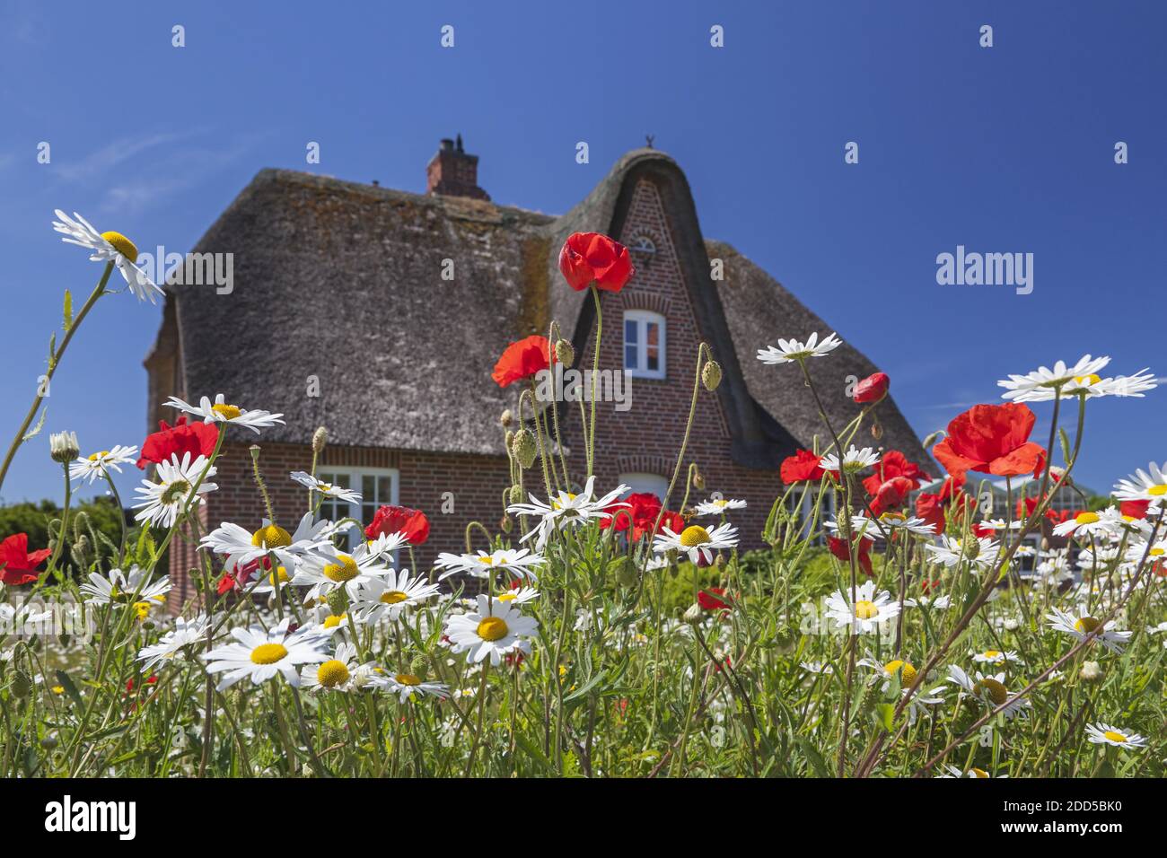 Geografia / viaggio, Germania, Schleswig-Holstein, Sylt, Friesenhaus con prato di fiori a Keitum, diritti aggiuntivi-clearance-Info-non-disponibile Foto Stock