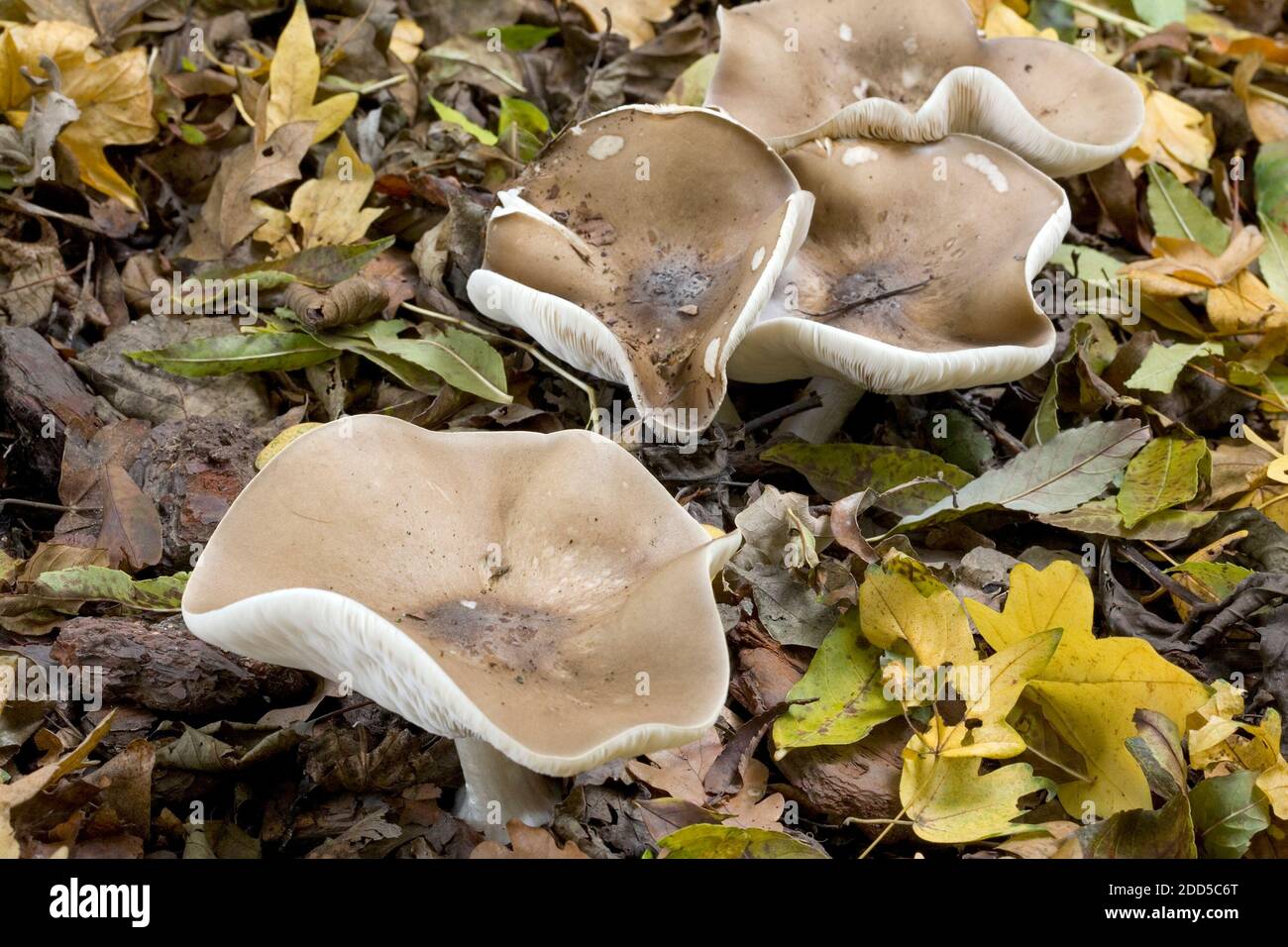 Gruppo di funghi Melanoleuca polioleuca s.l. Foto Stock