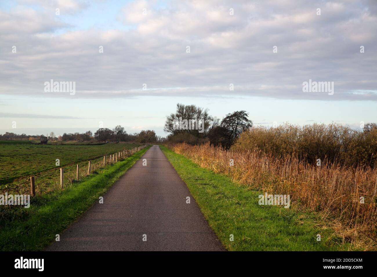 Prosegui dritto sulla diga, Biesbosch National Park, North Brabant, Paesi Bassi Foto Stock
