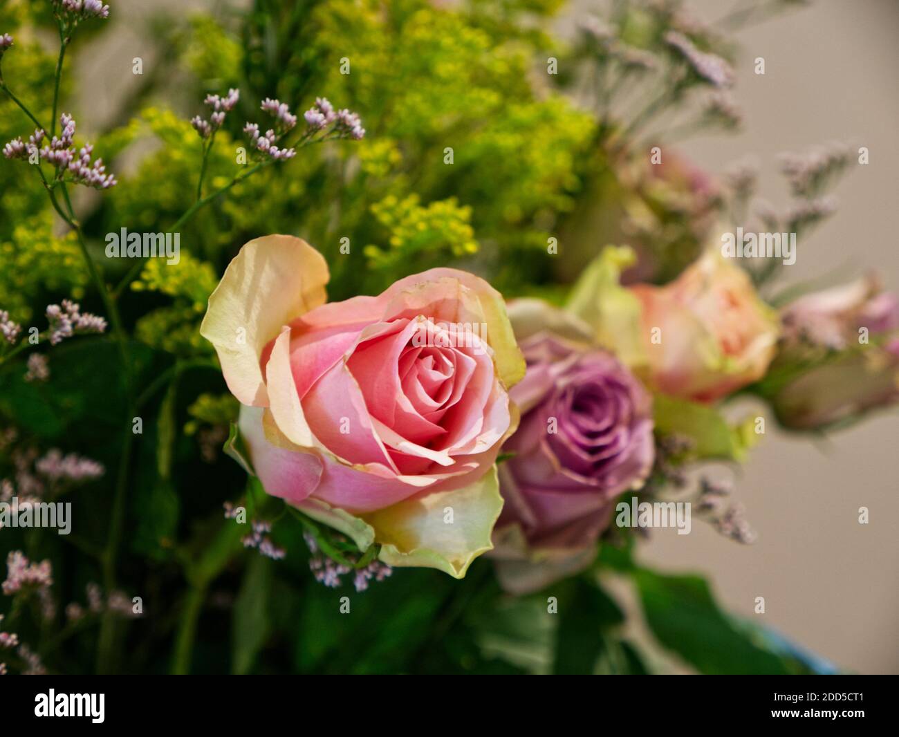 China Roses. Viola e rosa crepuscolo. Romantico, nuziale, Rose cespugli, petali, Foto Stock