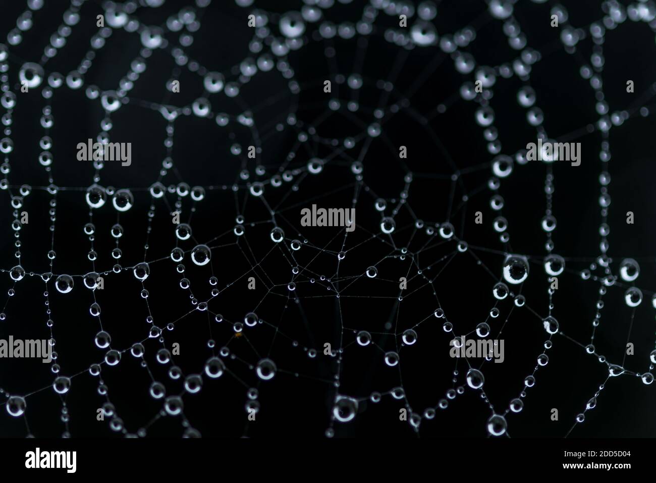 Rugiada su un nastro di ragni con uno sfondo nero Foto Stock