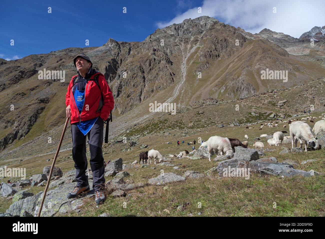 Geografia / viaggio, Italia, Trentino-Alto Adige, il nostro fra, affondato dietro le pecore nel Tisental durante la discesa delle pecore la Schna, modello-rilasciato Foto Stock
