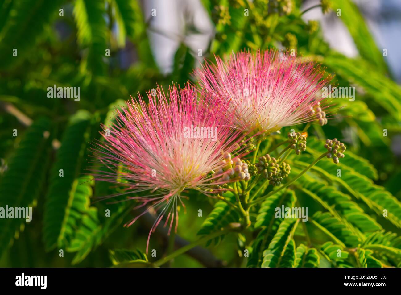 Albizia julibrissin fiori primo piano su uno sfondo sfocato. Albizia julibrissin fiorisce in giardino con fiori rosa brillante e soffici. Genere Albizia o Foto Stock