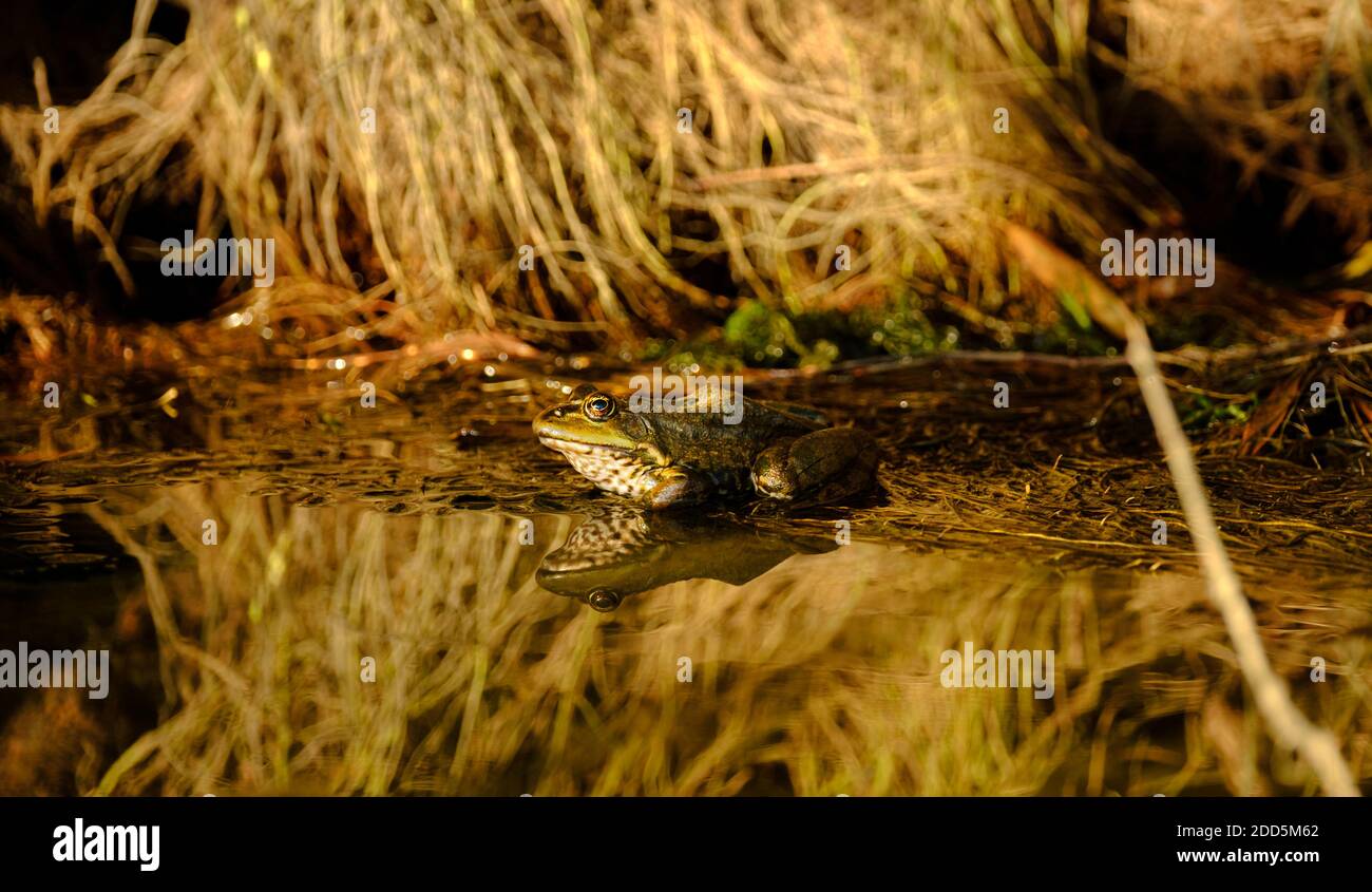 Una rana seduta al laghetto con bel riflesso circondato da alberi di radice Foto Stock