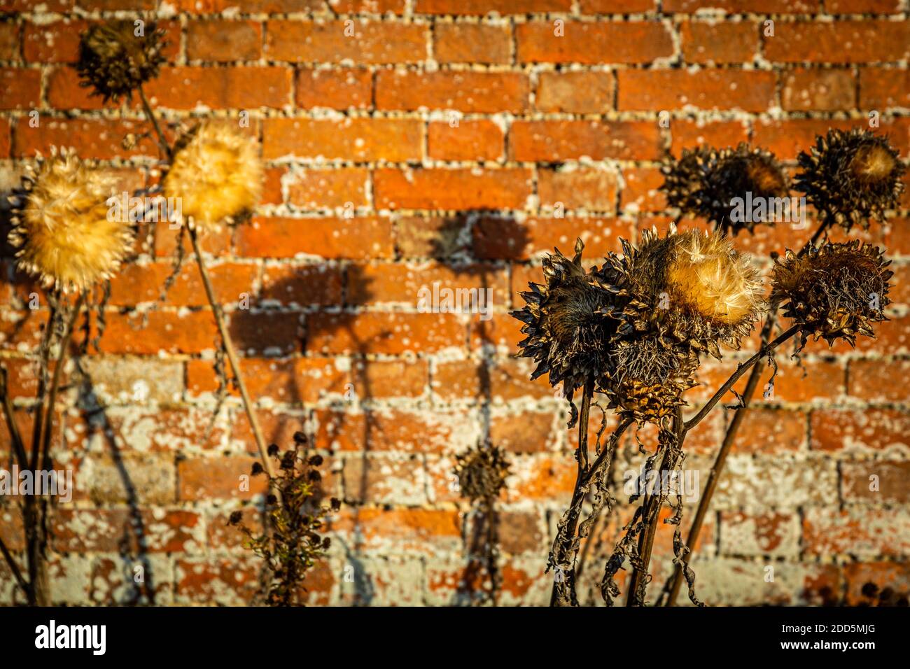 Piante nel giardino murato dell'Abbazia di Delapre Foto Stock