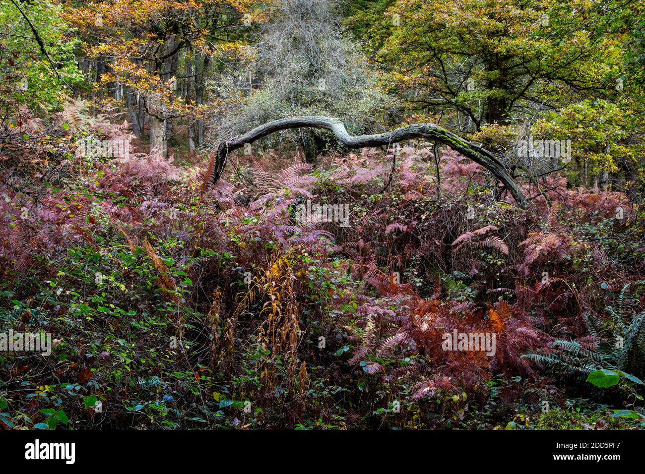 Un albero caduto tra bracken in un bosco su Exmoor, Devon del Nord, Inghilterra, Regno Unito Foto Stock
