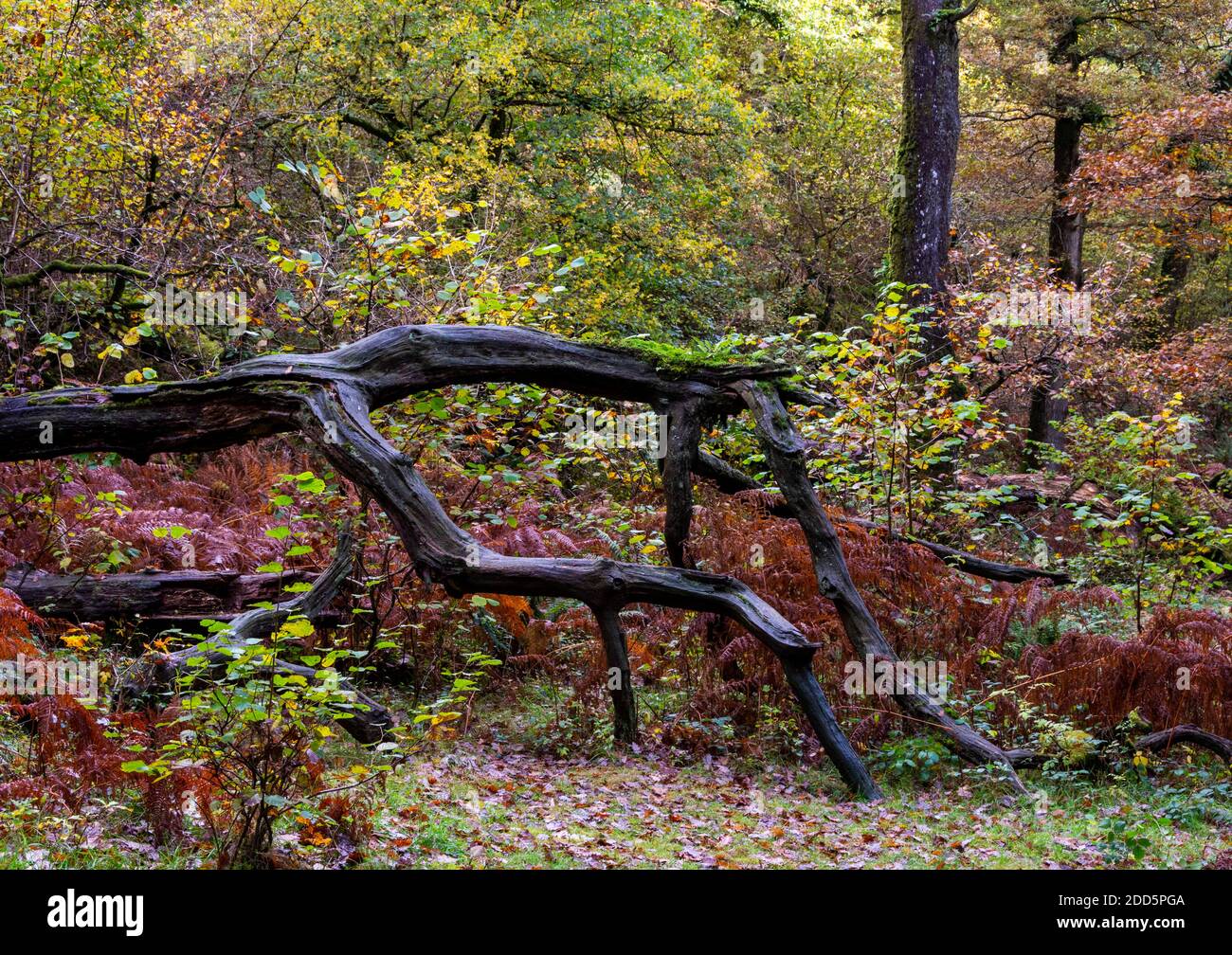 Un albero caduto tra bracken in un bosco su Exmoor, Devon del Nord, Inghilterra, Regno Unito Foto Stock
