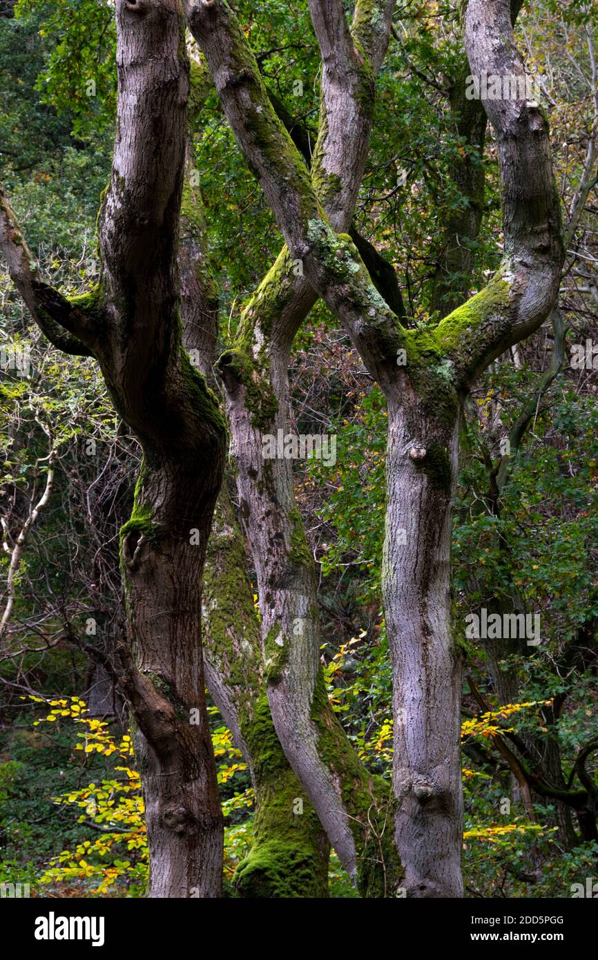 Tre alberi ricoperti di muschio che creano un modello, Exmoor, North Devon, Inghilterra, Regno Unito Foto Stock